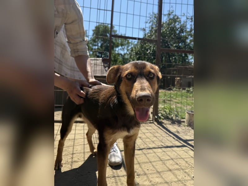 Karesz sucht seinen Couchplatz