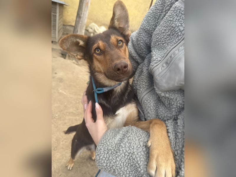 Schöner Karesz sucht Dich