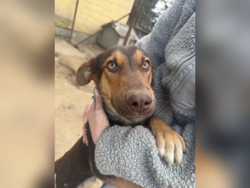 Karesz sucht seinen Couchplatz