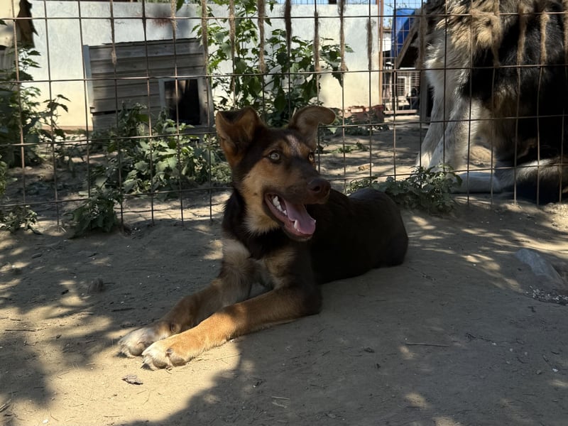 Karesz sucht seinen Couchplatz