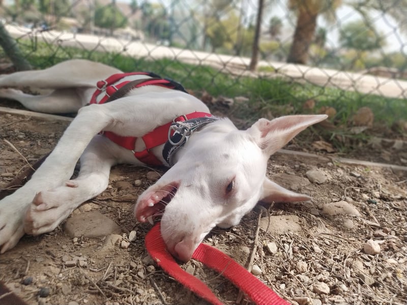 PIRULETA - die Hübsche