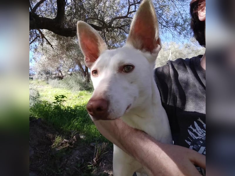 PIRULETA - die Hübsche