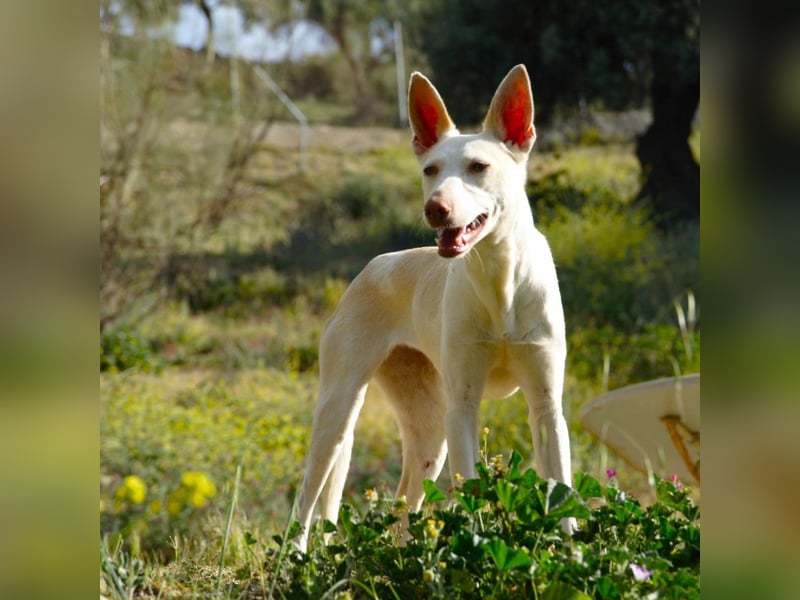 PIRULETA - die Hübsche