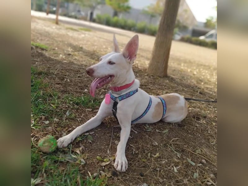 PIRULETA - die Hübsche