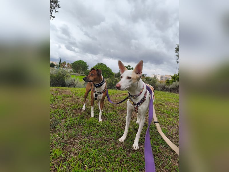 PIRULETA - die Hübsche