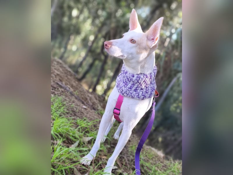 PIRULETA - die Hübsche