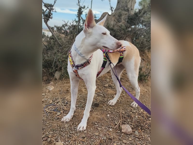 PIRULETA - die Hübsche