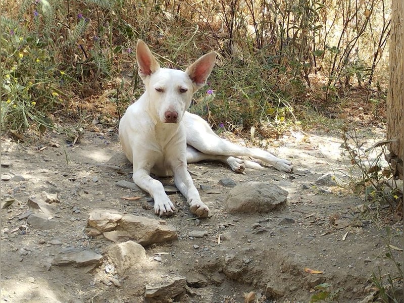 PIRULETA - die Hübsche