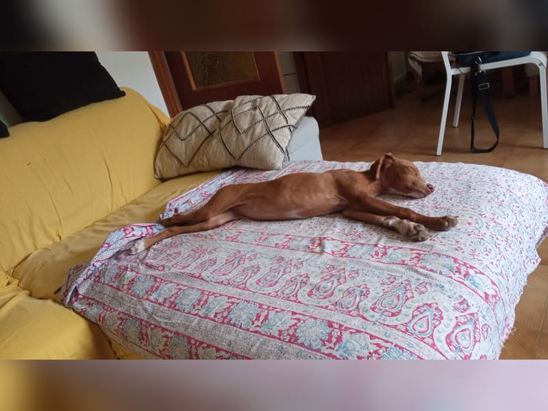 JADE (Aloe bereits vermittelt)