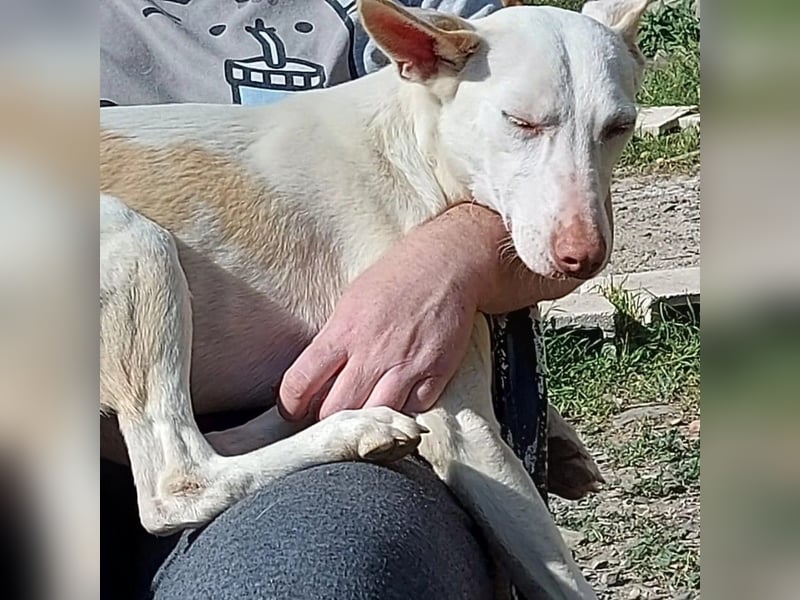 PIRULETA - die Hübsche