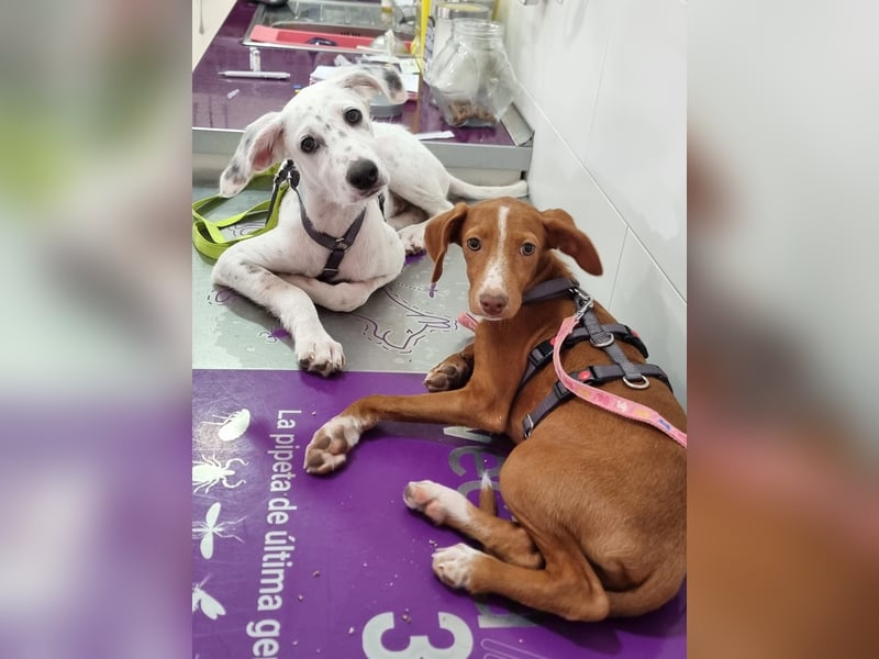 JADE (Aloe bereits vermittelt)