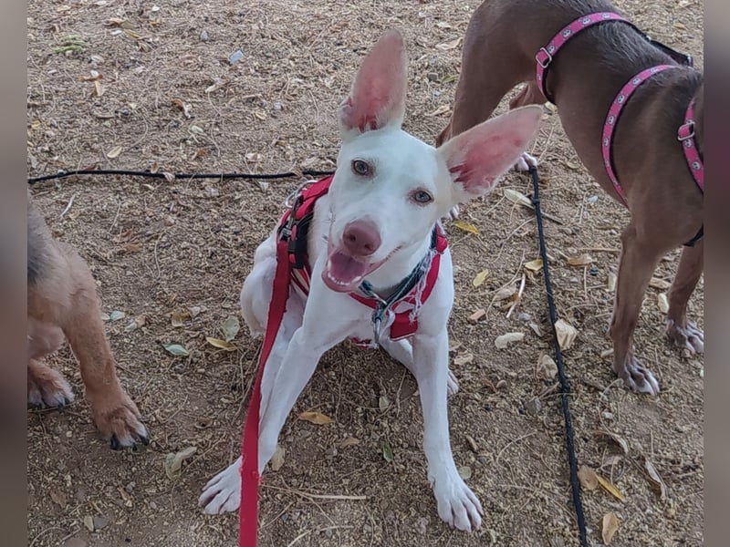 PIRULETA - die Hübsche