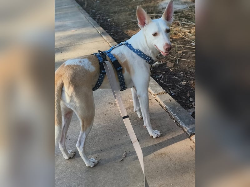 PIRULETA - die Hübsche