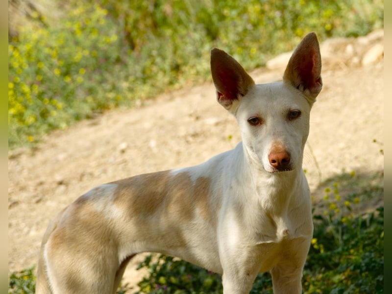 PIRULETA - die Hübsche