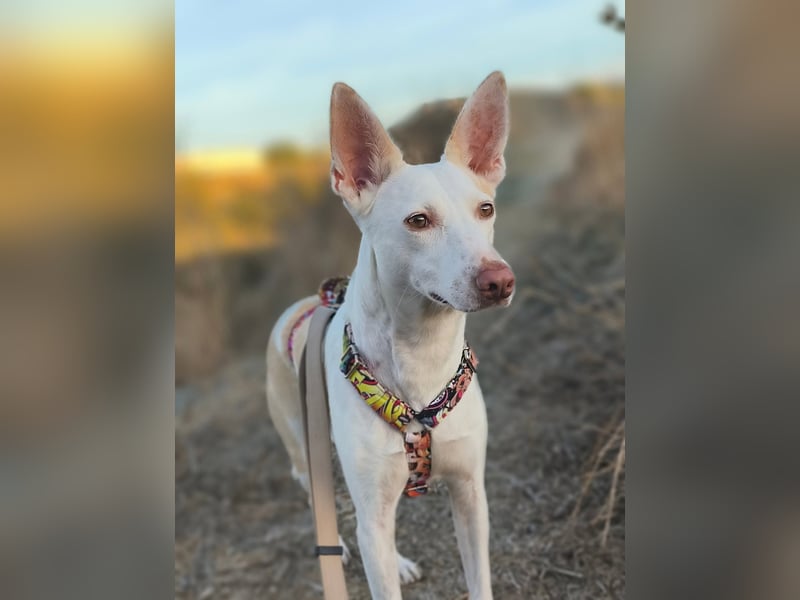 PIRULETA - die Hübsche