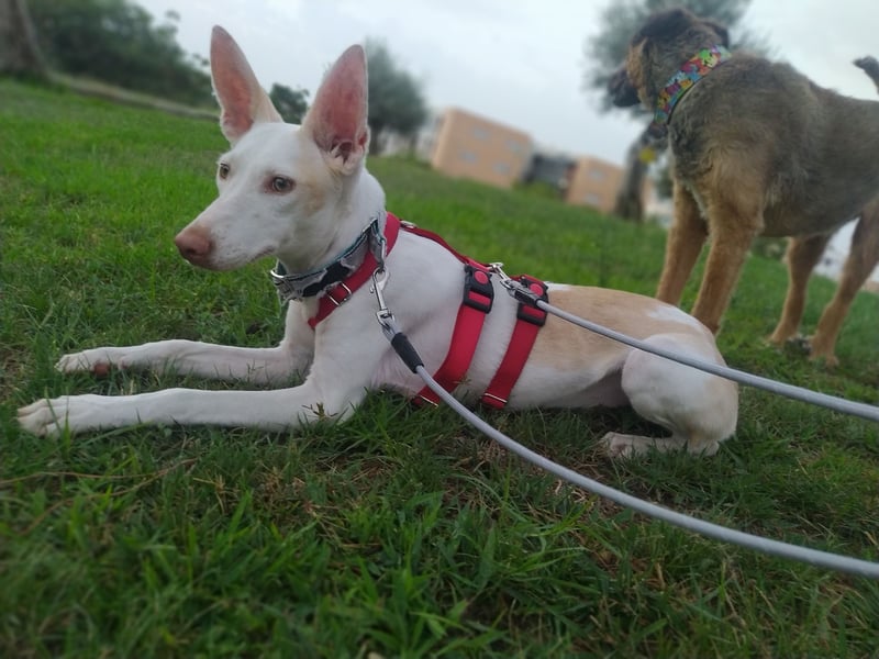 PIRULETA - die Hübsche