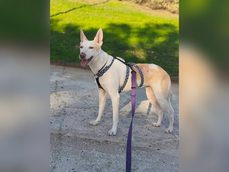 PIRULETA - die Hübsche