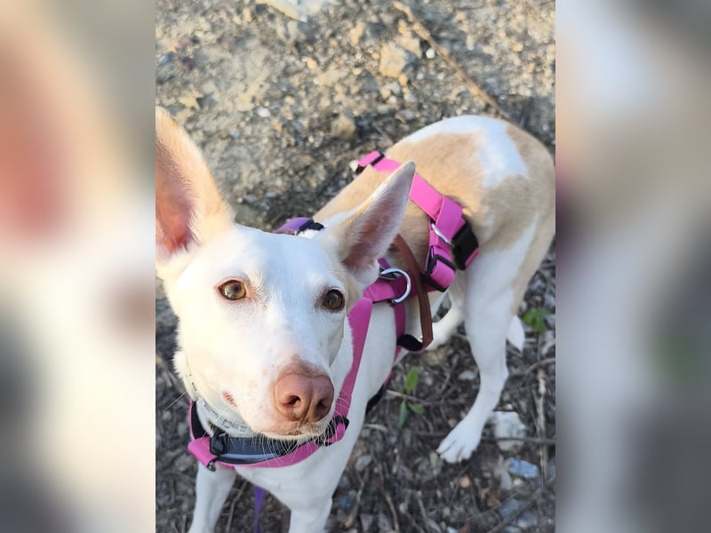 PIRULETA - die Hübsche