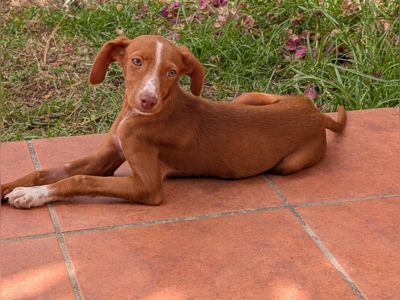JADE (Aloe bereits vermittelt)
