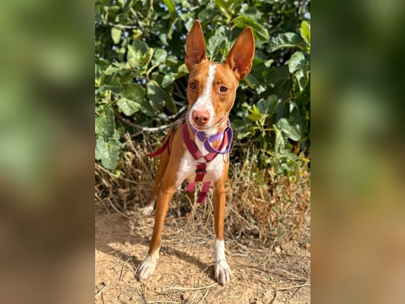 Framzy – muss Liebe lernen