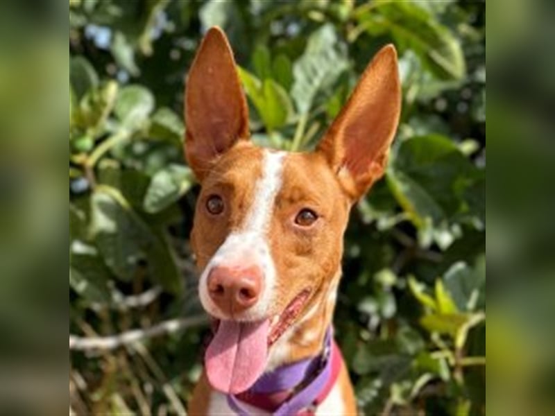 Framzy – muss Liebe lernen