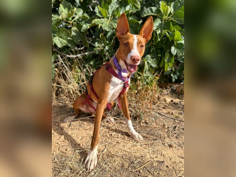 Framzy – muss Liebe lernen