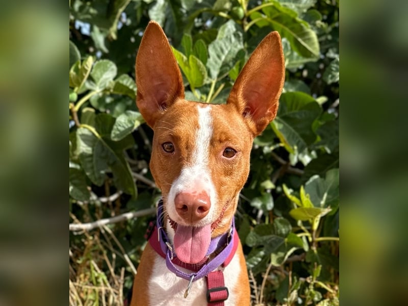 Framzy – muss Liebe lernen