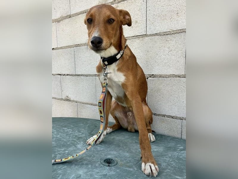 Lince, anhänglich und verspielt