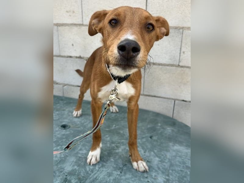 Lince, anhänglich und verspielt