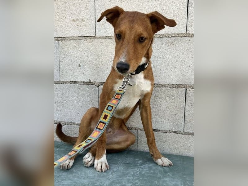 Lince, anhänglich und verspielt