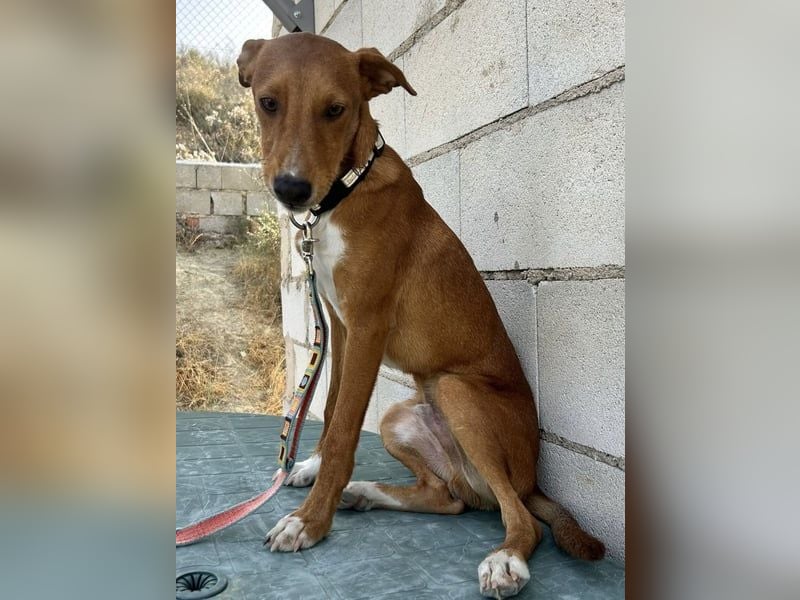 Lince, anhänglich und verspielt