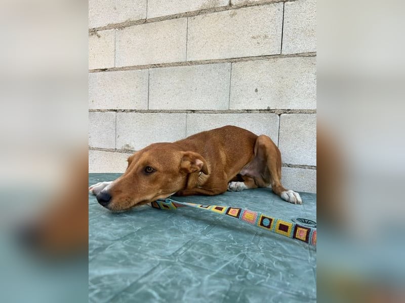 Lince, anhänglich und verspielt