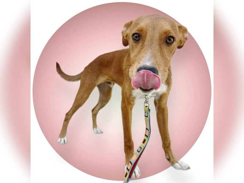 Lince, anhänglich und verspielt