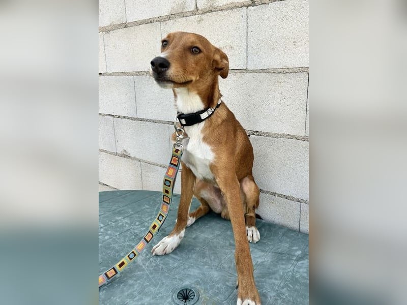 Lince, anhänglich und verspielt