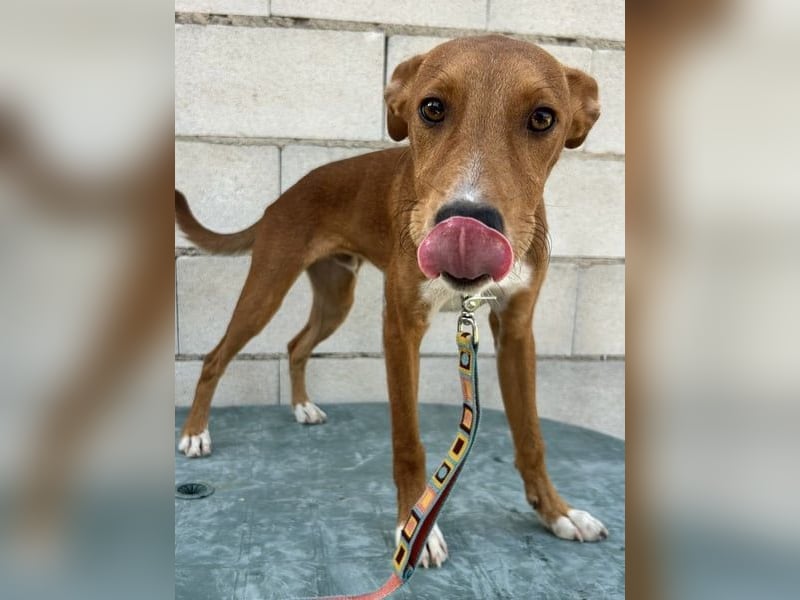 Lince, anhänglich und verspielt