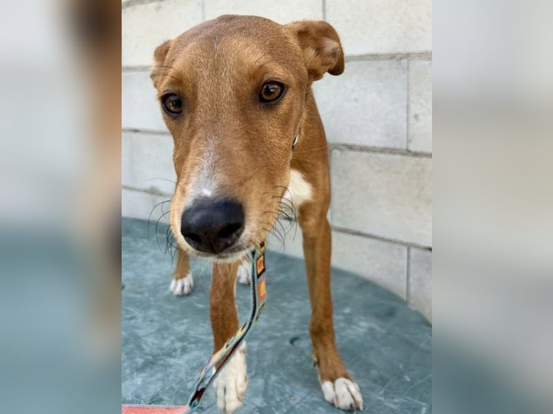 Lince, anhänglich und verspielt