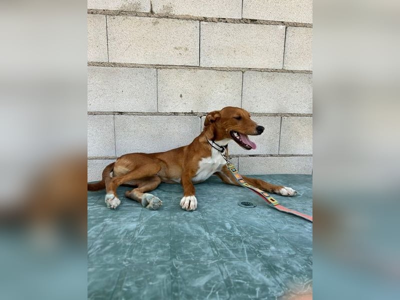 Lince, anhänglich und verspielt