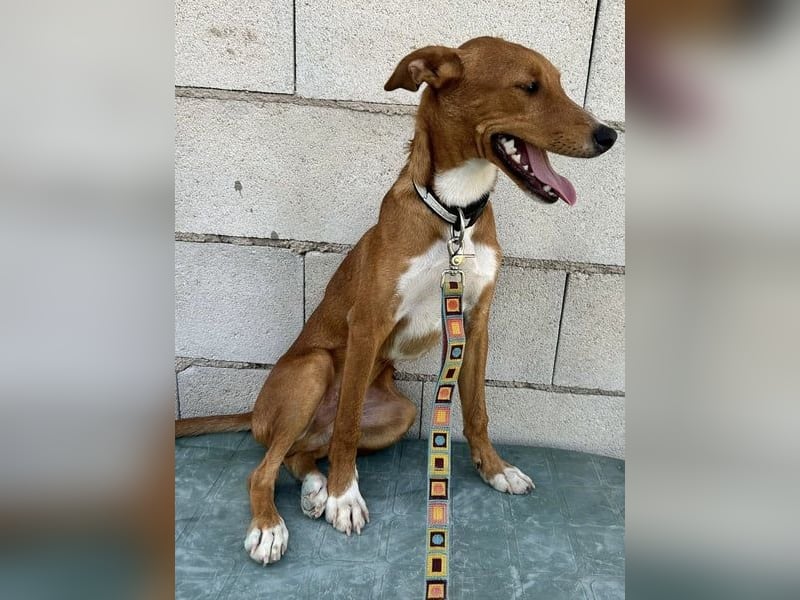 Lince, anhänglich und verspielt