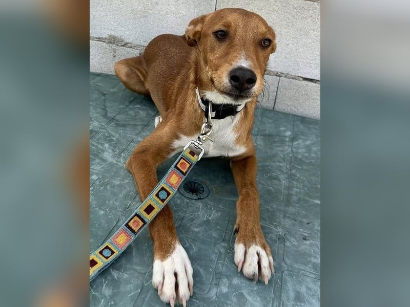 Lince, anhänglich und verspielt