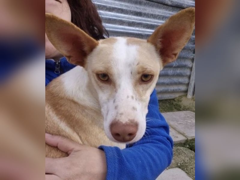 Liebevolle Podenca sucht endlich ihr Glück - Tina wartet schon viel zu lange