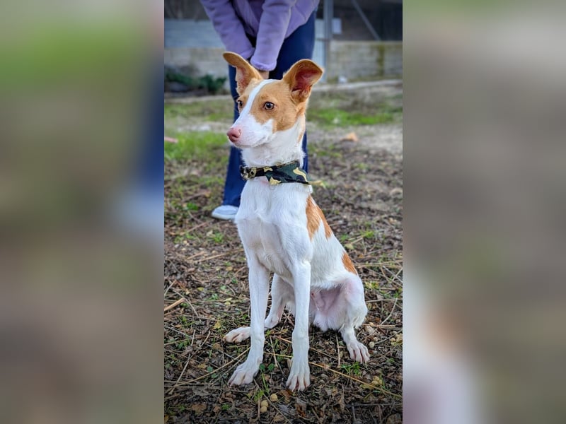 Casillas, ein freundlicher sozialer Junghund