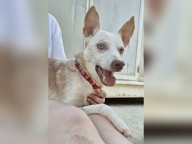 Dylan, ein goldenes Herz sucht Zuhause