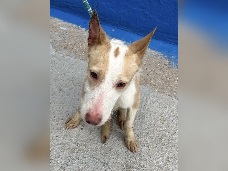 Atreu, freundlich und sehr sozial