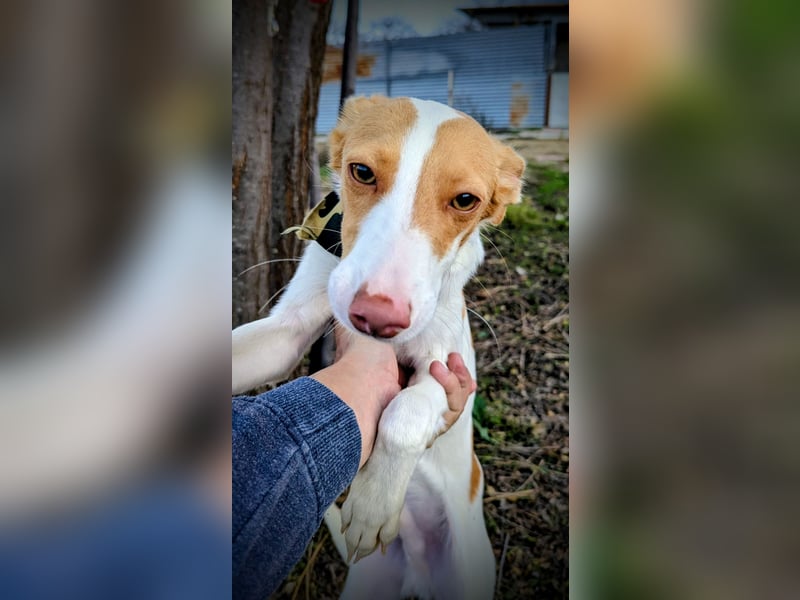 Casillas, ein freundlicher sozialer Junghund