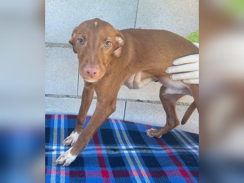 Dolce, bereit die Welt zu entdecken