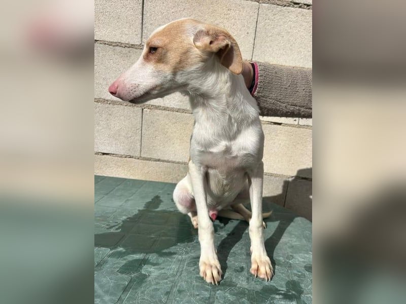 Matias, ein kleiner freundlicher Podi Bube