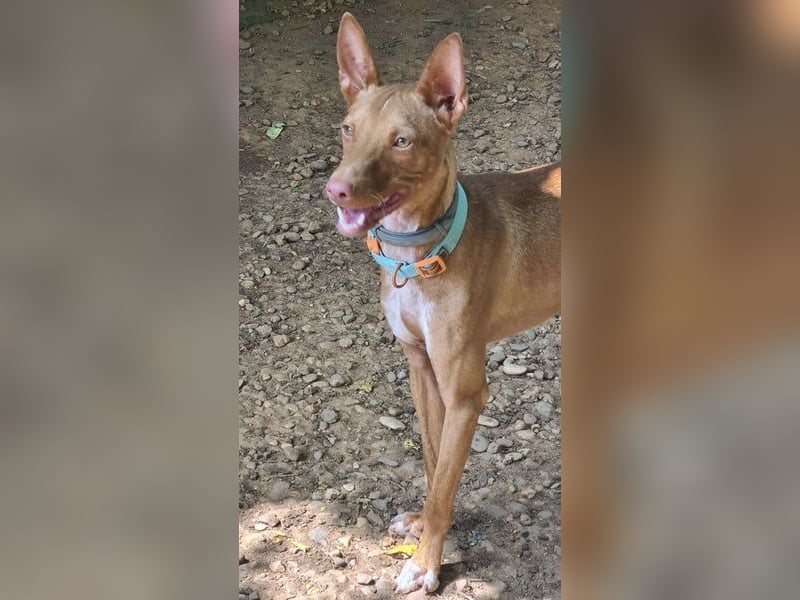 Mango, überlebte und hofft auf sein Glück