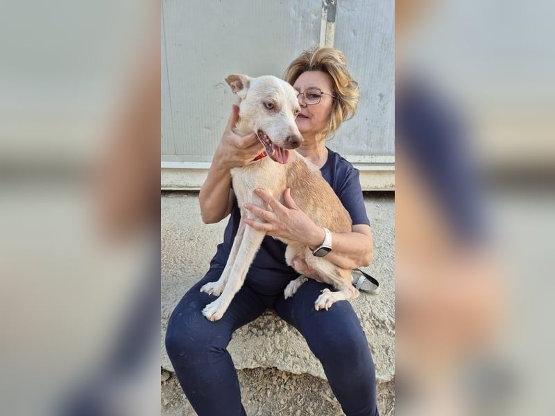 Dylan, ein goldenes Herz sucht Zuhause