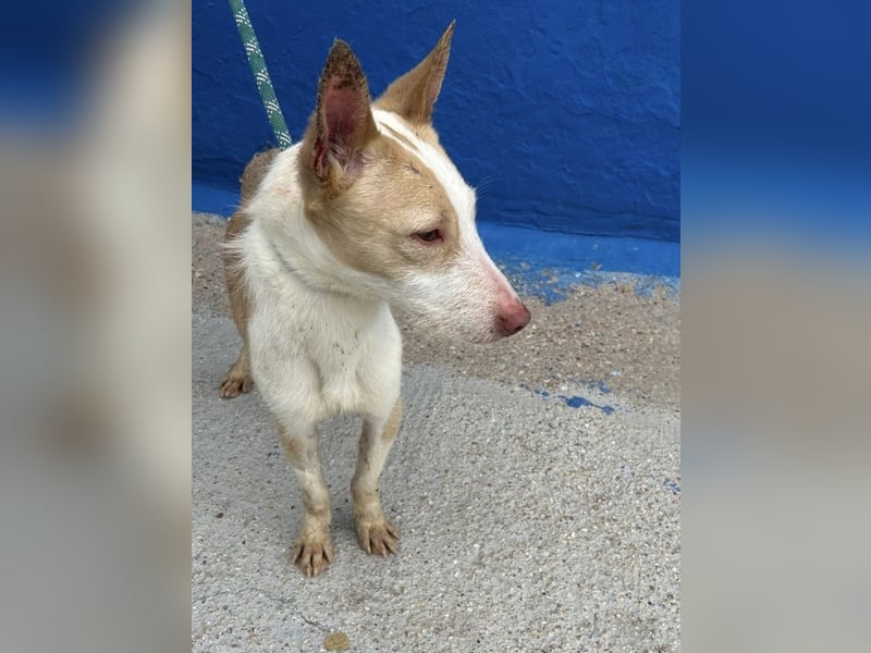 Atreu, freundlich und sehr sozial