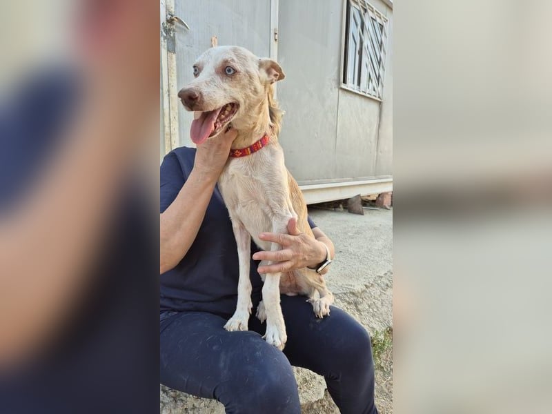 Dylan, notfall! Senior sucht dringend ein warmes Körbchen